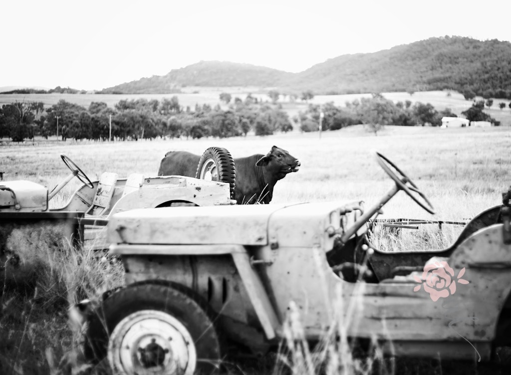 IMG_1616bw
