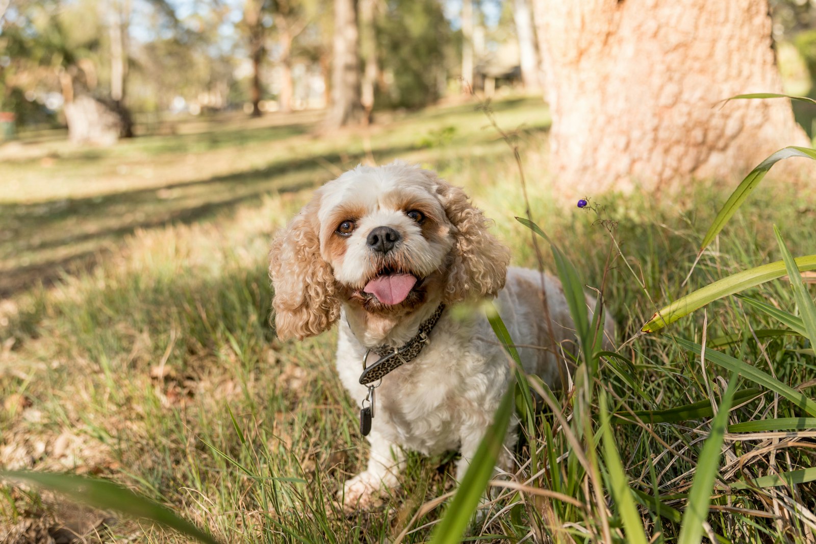 2018-0117-Tilly (7 of 38) - All Rights Reserved © 2017 Jo Lyons Photography