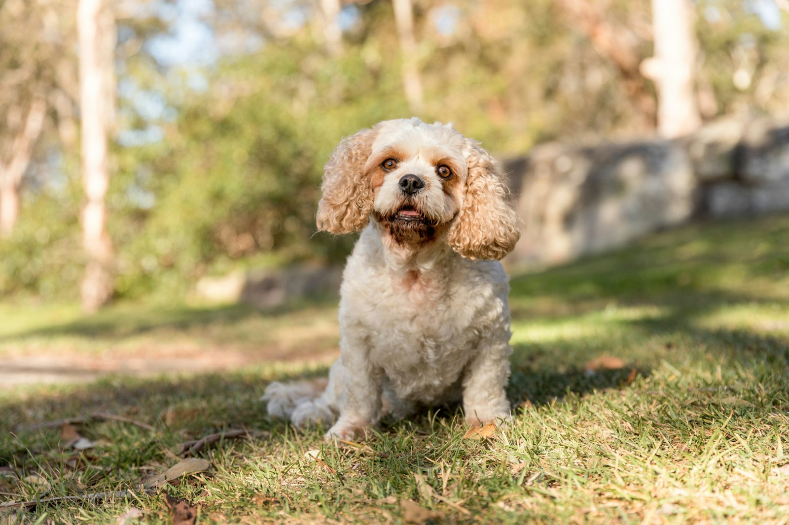2018-0117-Tilly (11 of 38) - All Rights Reserved © 2018 Jo Lyons Photography
